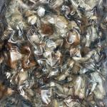 Magic 🍄 (B Grade)