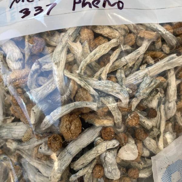 🍄 (Grade A)