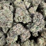Indoor medium candy’s