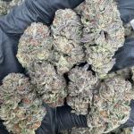 Gelato 41