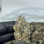 WHITE TRUFFLE 🔥💨