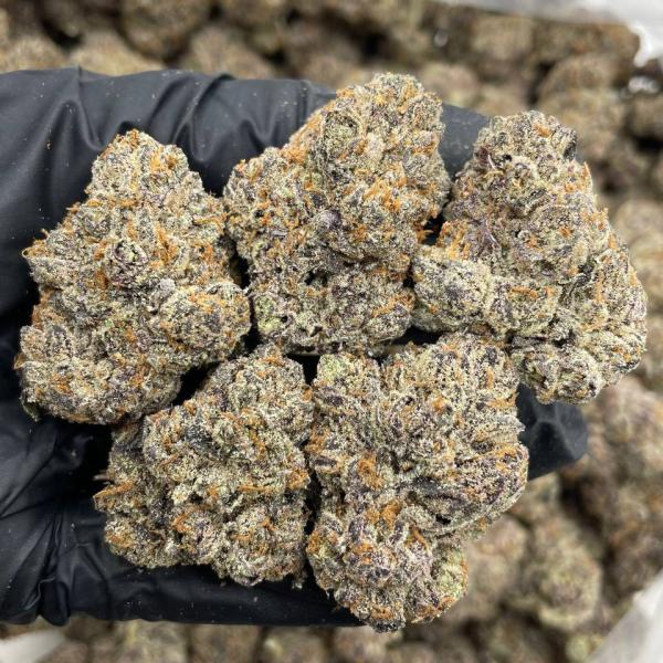 Miami Melons indoors 🌆🍈