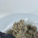 BLACK CHERRY GELATO 🍬 🍒