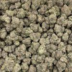 Cherryade indoors 🍒