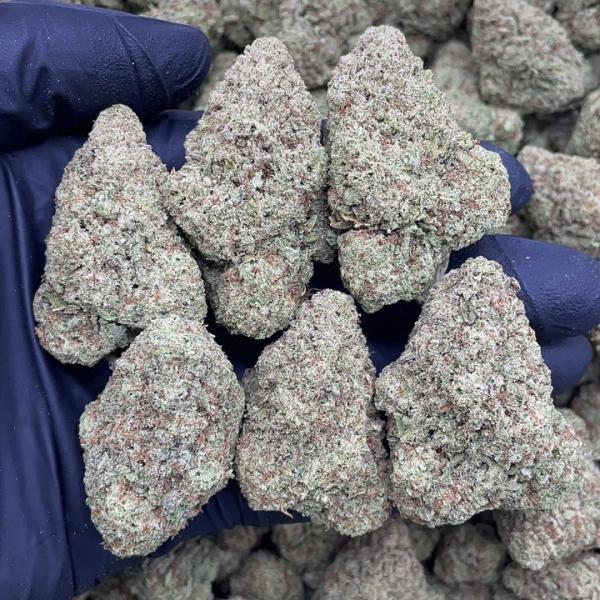 GRAPE ZODA