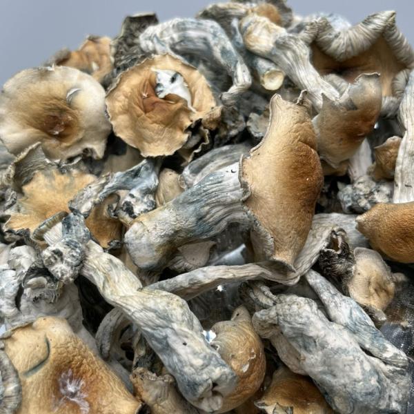PENIS ENVY MUSHROOM