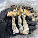 Mushroom