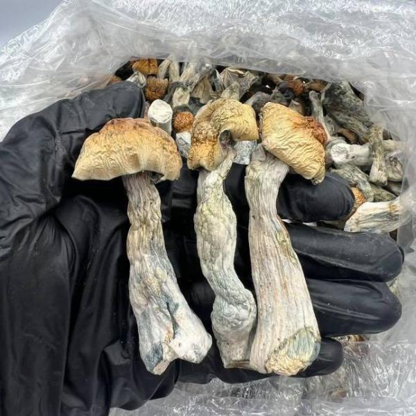 Mushroom