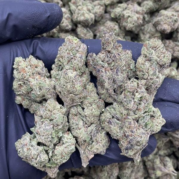 GUSHERS X GELATO 41