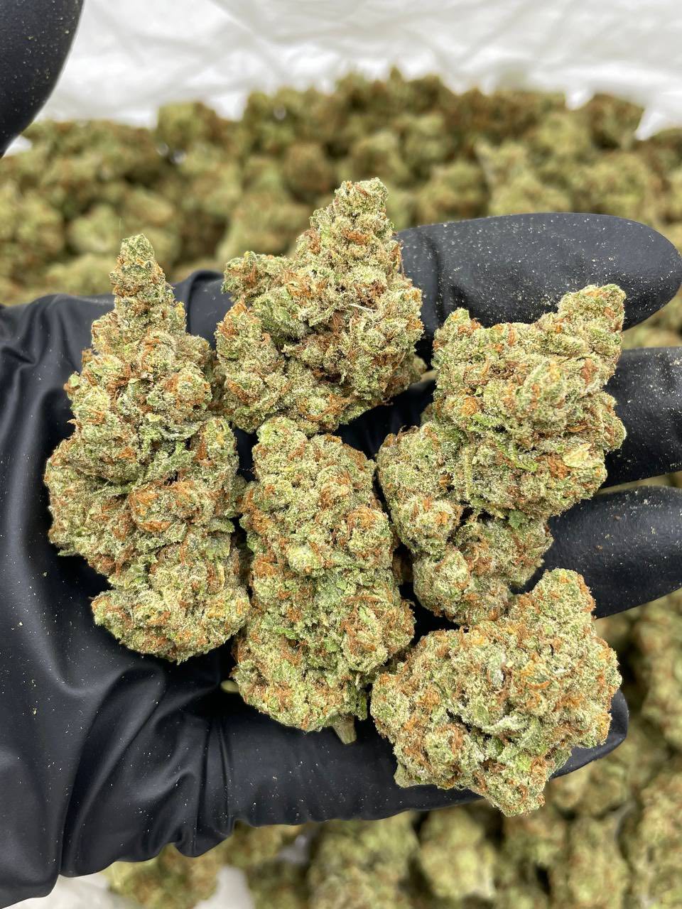 Yellow Zushi mixed lights