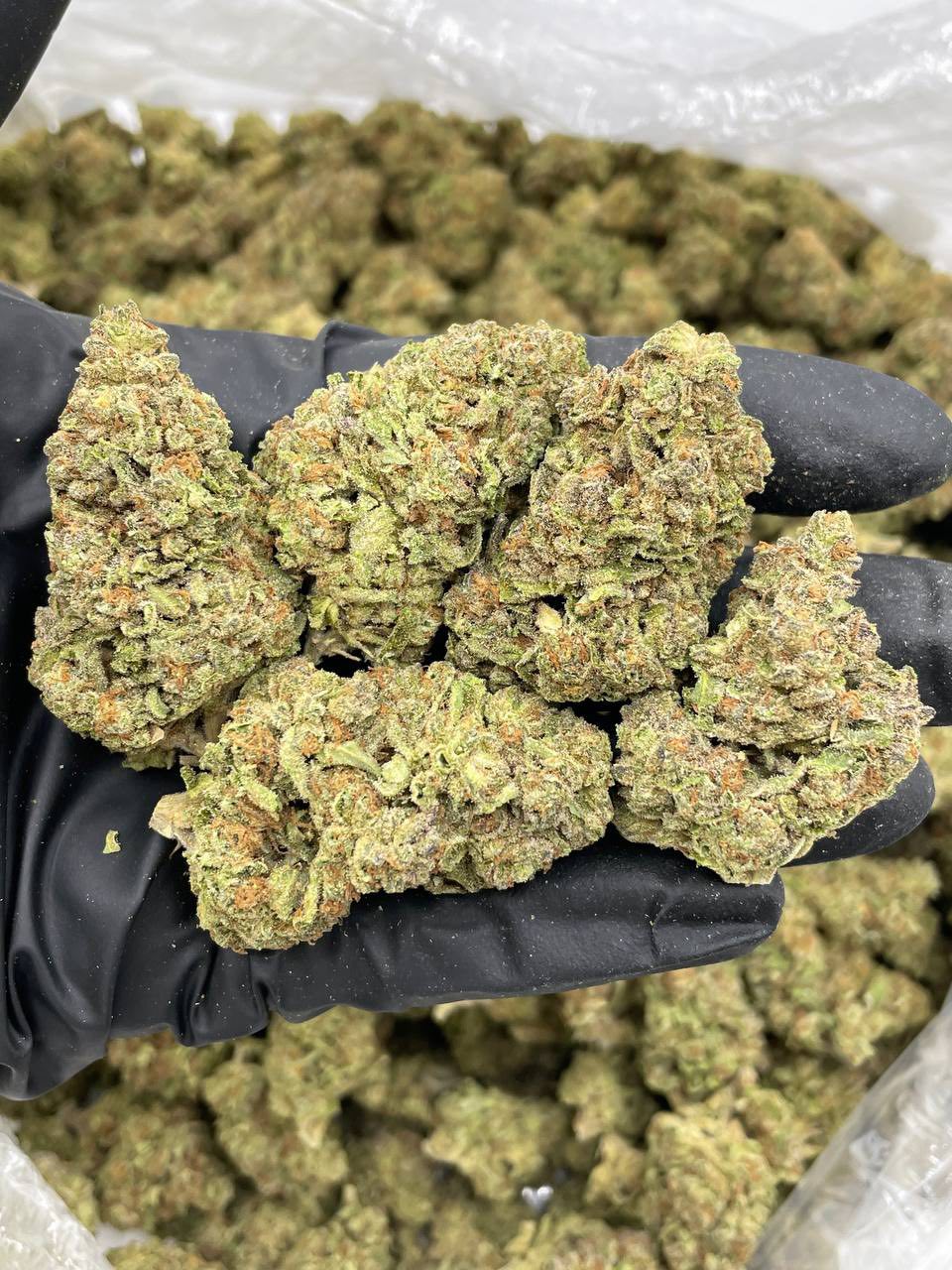 Fruit Stripes mixed lights