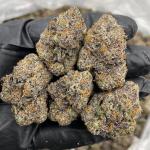 Grape Gumbo indoors 🍇🐊🍭