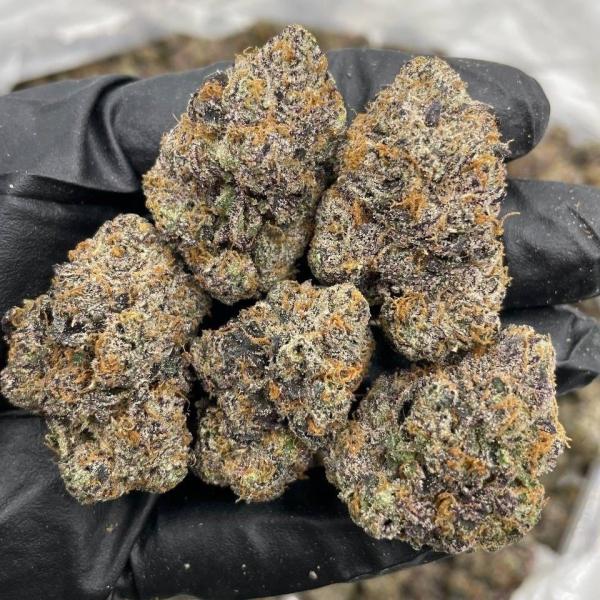 Grape Gumbo indoors 🍇🐊🍭