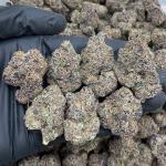 GRAPE ZODA