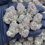 BLUE NERDS