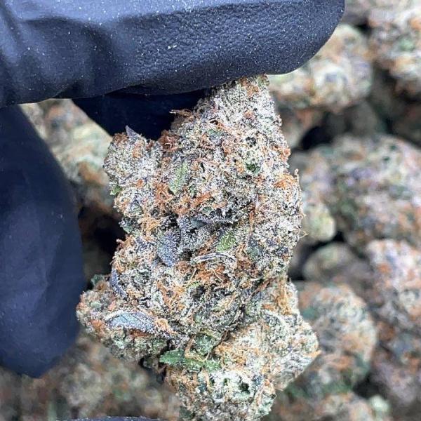 WHITE GUAVA GELATO