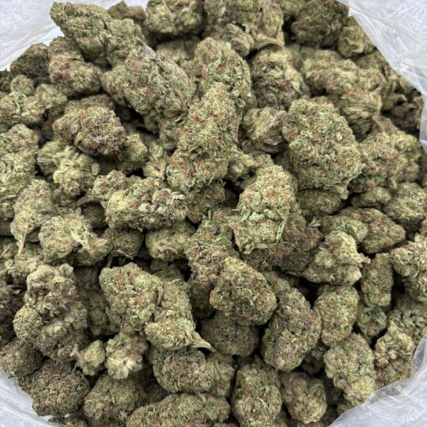 GELATO ST8